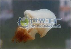 供應海蜇苗價格_供應海蜇苗廠家_世界工廠網(wǎng)產(chǎn)品信息庫