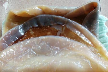 水母數量大增,拖翻漁船,逼停核電站,是要占領海洋嗎