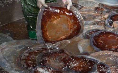 海蜇入侵上海杭州多家熱電廠,已集中焚燒數(shù)百噸,吃貨們不干了