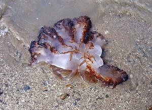 海蜇是水母嗎?海蜇的營(yíng)養(yǎng)價(jià)值有哪些?