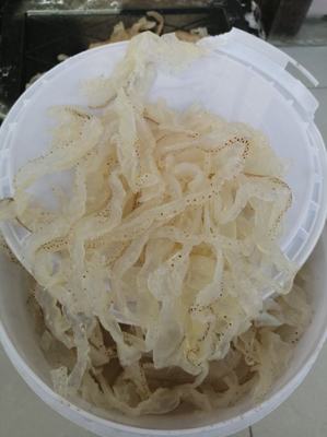 [海蜇皮批發(fā)]山東濱州沾化區(qū)海蜇 30.00元/件海蜇絲,海蟄頭 _ 一畝田