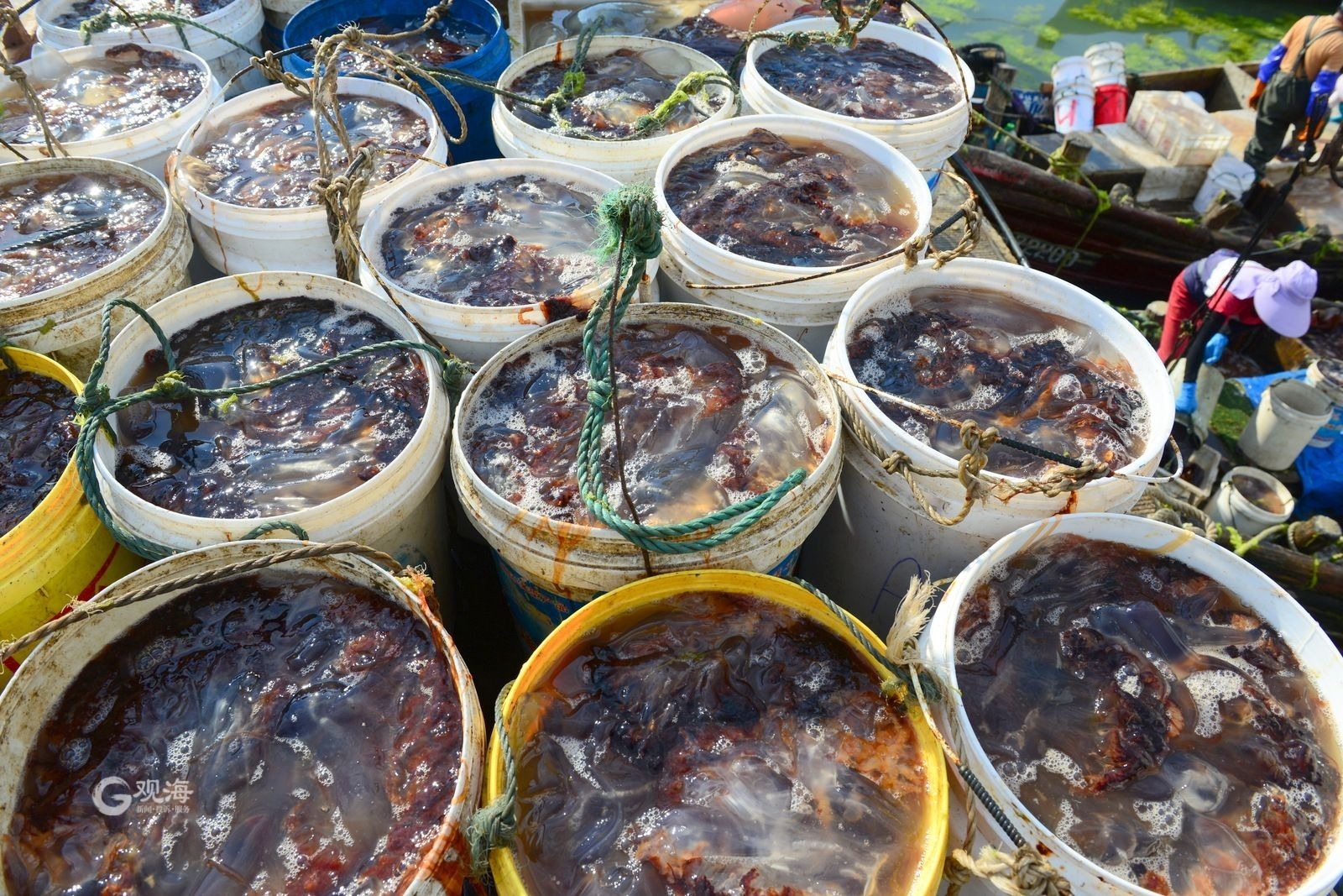 青島:"海蜇第一村"黃山村進入收獲季_央廣網(wǎng)