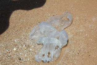 海蜇皮是海蜇的皮嗎 丨榮成的這種特殊海鮮又好看又好吃