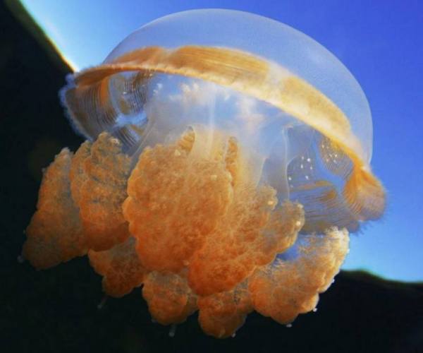 關(guān)于海蜇你不知道的事 海蜇的食用知識與趣聞