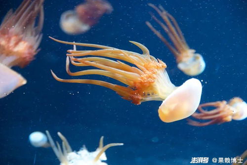 海蜇沒(méi)有眼睛，它們是如何感知世界的？