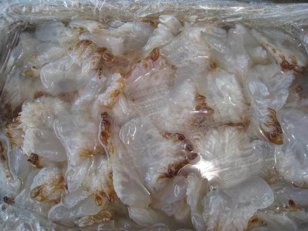 海蜇貿易準入國及品鑒指南 已獲輸華資格的國家與產(chǎn)品詳解